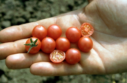 Rote Murmel, Bio