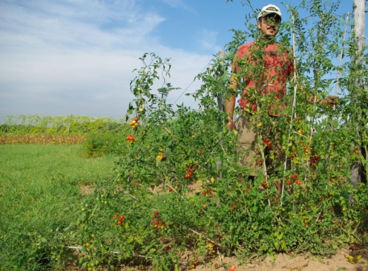 Rote Murmel, Bio