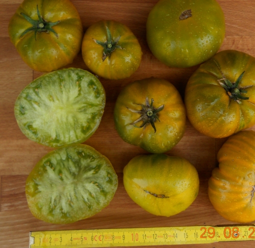 Garden Lime, Bio