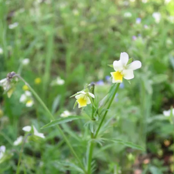 Acker-Stiefmütterchen, Bio