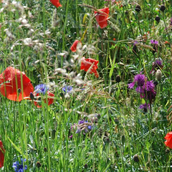 Ackerwildkräuter, Bio