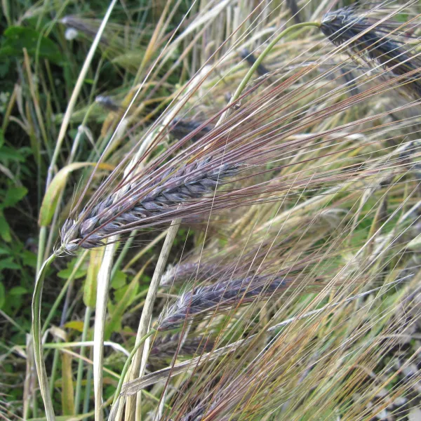 Äthiopische Schwarze Gerste, Bio