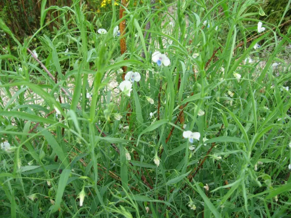 Alte Bad Fischau, Bio