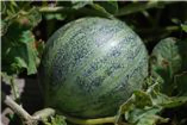 Amerikanische Ananas, Bio