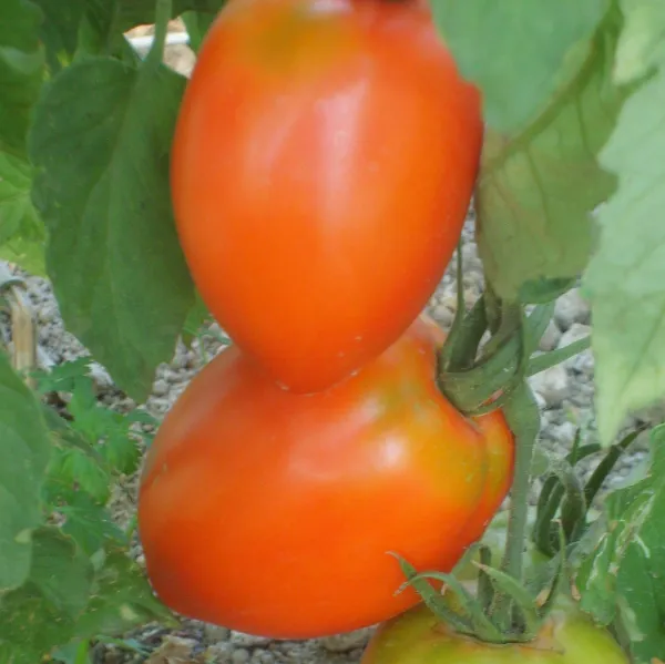 Amish Pasta, Bio, Vorteilspack Amish Pasta, Bio, Vorteilspack