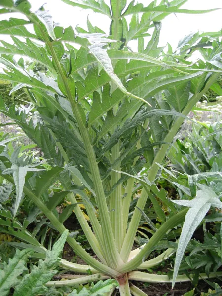 Argenté de Plainpalais Epineux, Bio