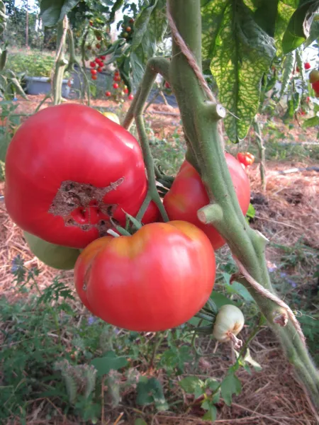Aunt Ginny' Purple Tomato, Bio