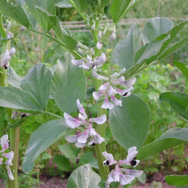 Bad Salzig, Bio Bad Salzig, Bio