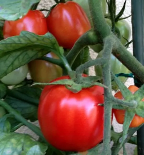 Bellstar, Vorteilspack