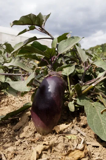 Benary's Blaukönigin, Bio