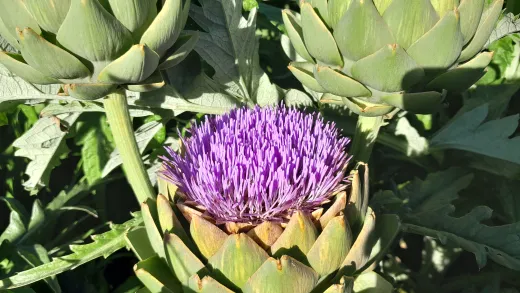 Benary's Blaukönigin, Bio