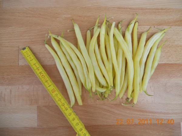 Berggold, Bio Berggold, Bio