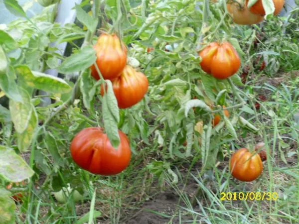 Beuteltomate, Bio