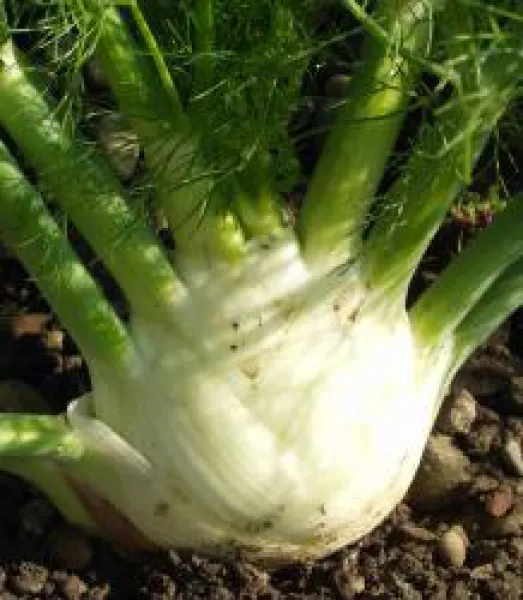 Bianco Perfezione, Bio