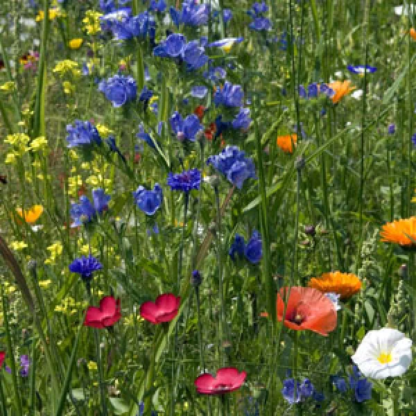 Bienenweide-Mix, Bio