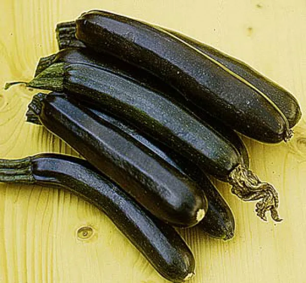 Black Beauty, Bio Black Beauty, Bio