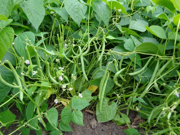 Black Valentine, Bio, Mini-Pack Black Valentine, Bio, Mini-Pack