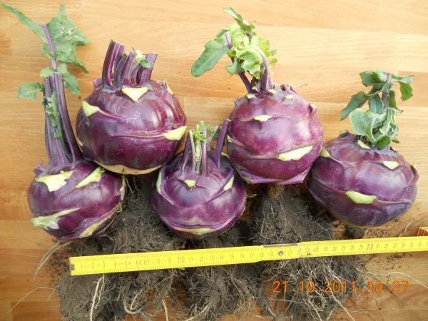 Blauer Delikatess, Bio