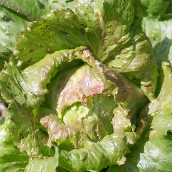 Blutstropfen, Bio, Mini-Pack