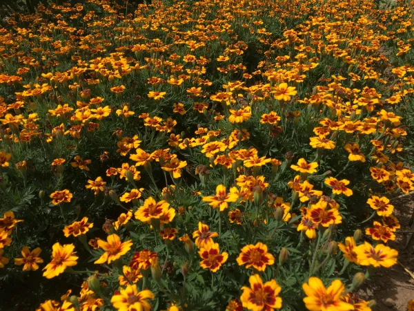 Buntblühende Tagetes Kolibri, Bio