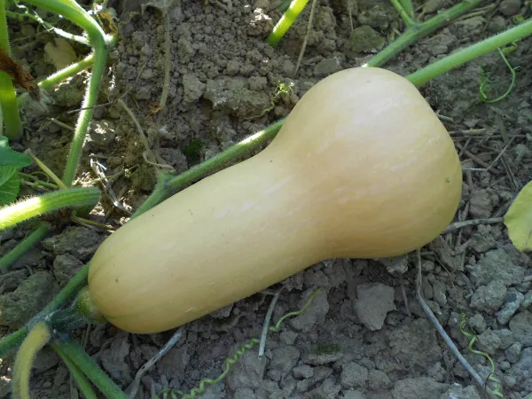 Butternut, Bio, Mini-Pack