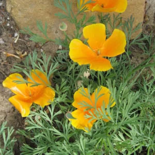 Californischer Mohn, Bio