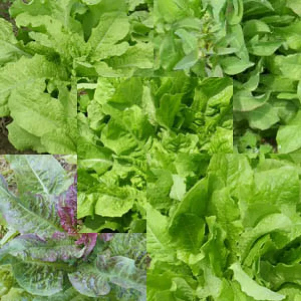 Chinesische Spargelsalat-Mischung, Bio, Mini-Pack