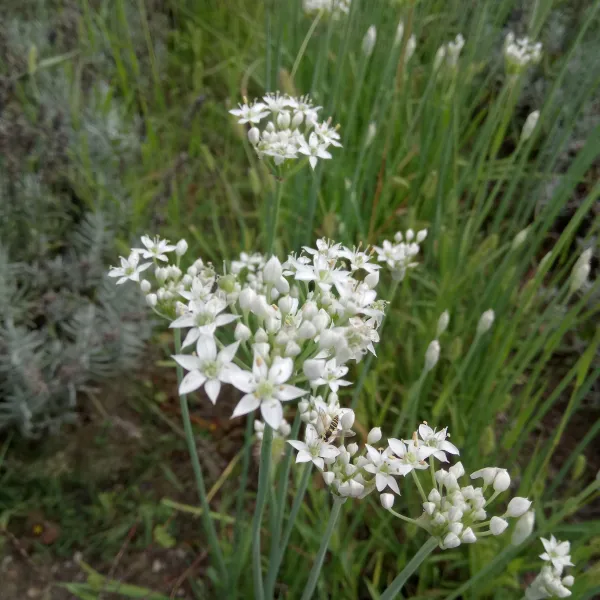 Chinesischer Schnittlauch, Bio, Mini-Pack