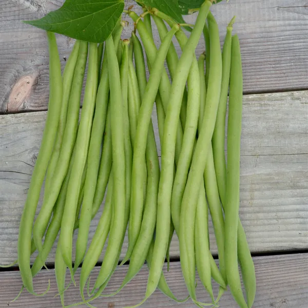 Cupidon, Bio Cupidon, Bio