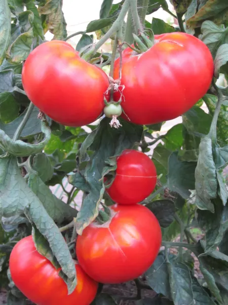 Double rich, Bio, Mini-Pack