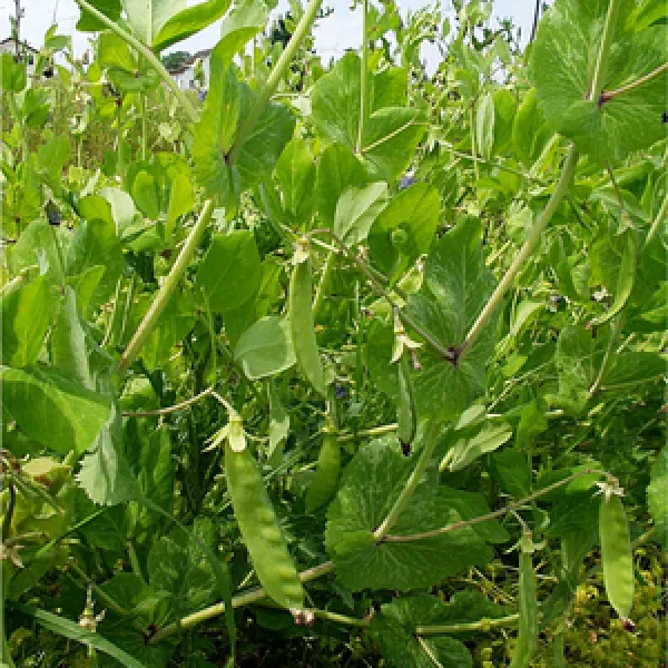 Douce de Provence, Bio