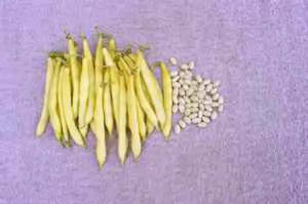 Dr. Becker Nr. 18, Bio Dr. Becker Nr. 18, Bio