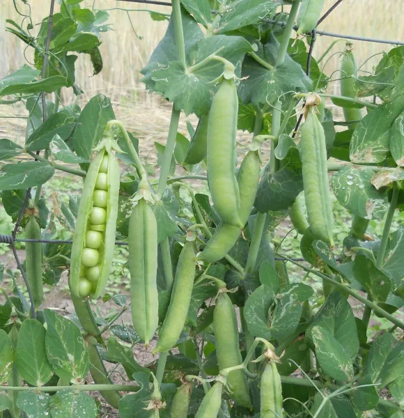 Dr. Becker Nr. 3, Bio