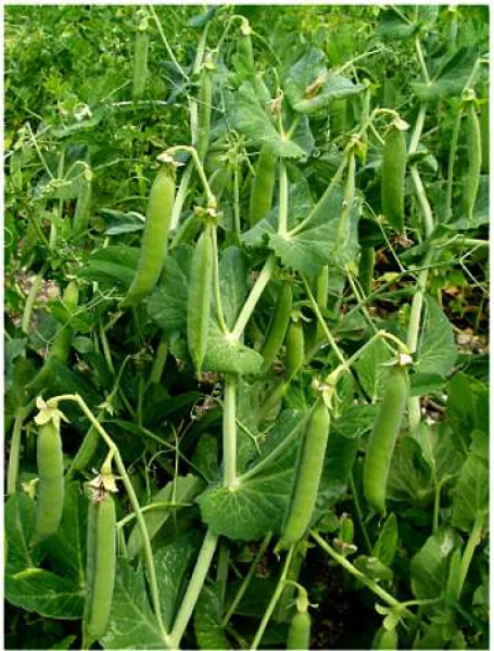 Dr. Becker Nr. 3, Bio, Mini-Pack