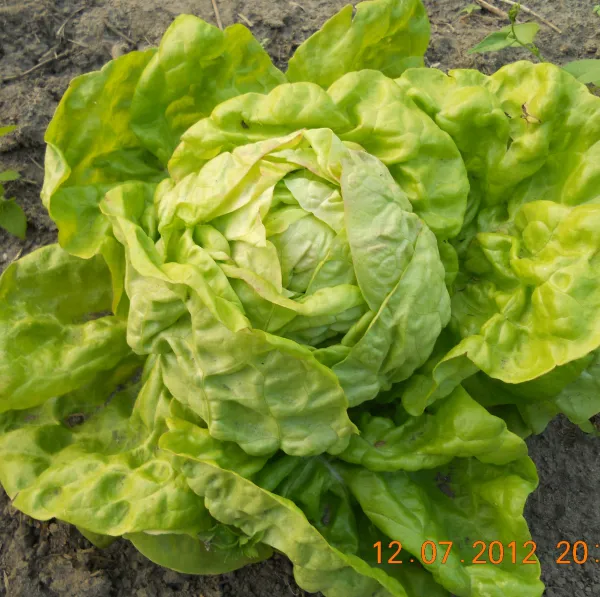 Dr. Becker Nr. 39, Bio, Mini-Pack