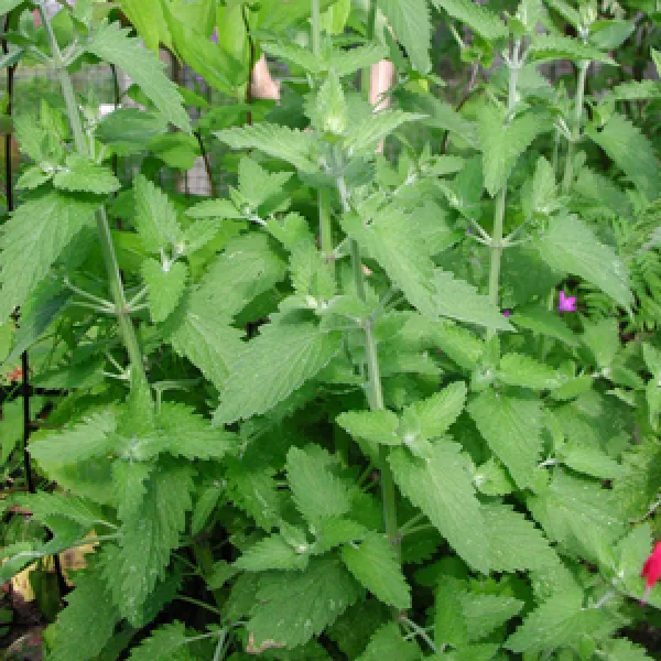 Echte Katzenminze, Bio