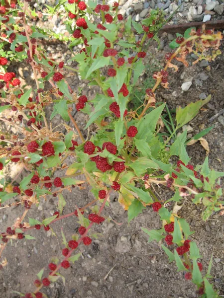 Echter Erdbeerspinat, Bio