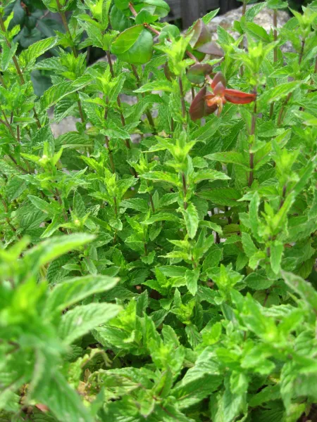 Englische Grüne Minze, Bio