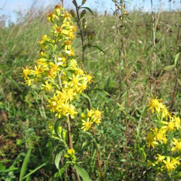 Europäische Goldrute, Bio Europäische Goldrute, Bio