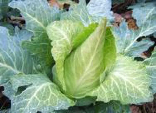 Filderkraut, Bio, Vorteilspack