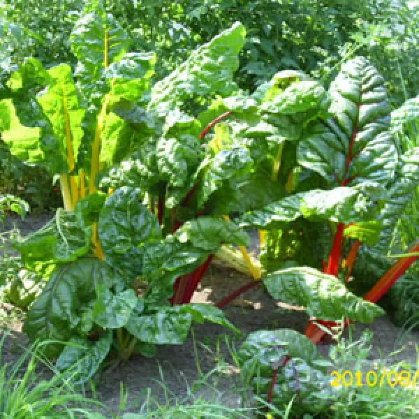 Five Colours, Bio, Mini-Pack