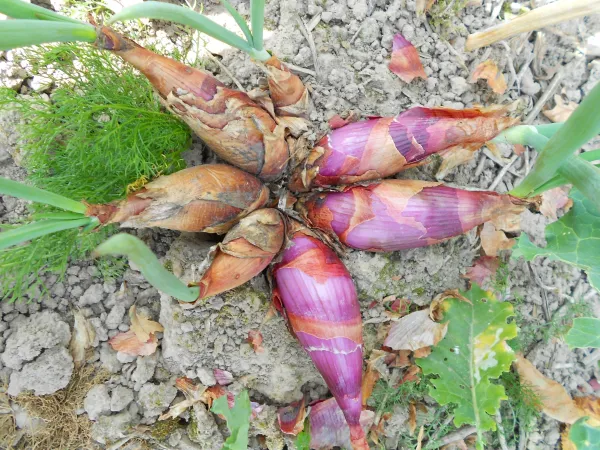 Florentiner Rose, Bio, Mini-Pack