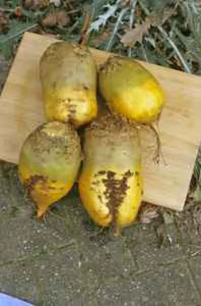 Föckinghauser Riesen, Bio