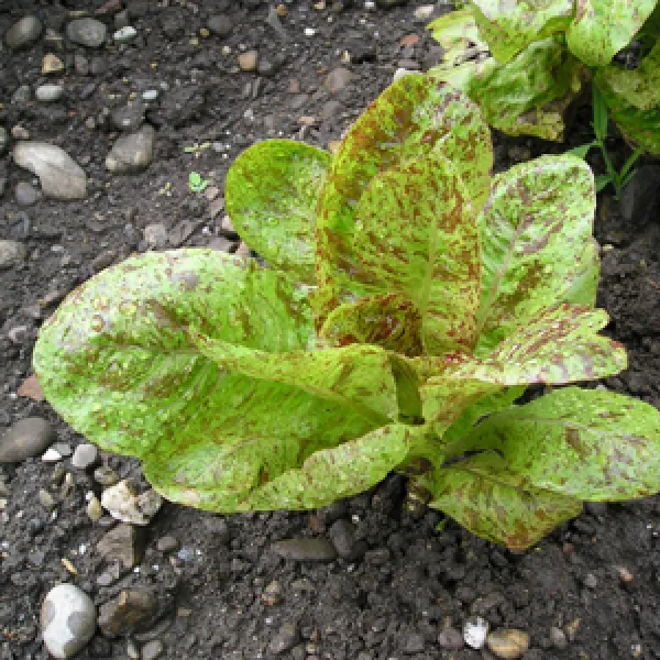 Forellenschluss, Bio