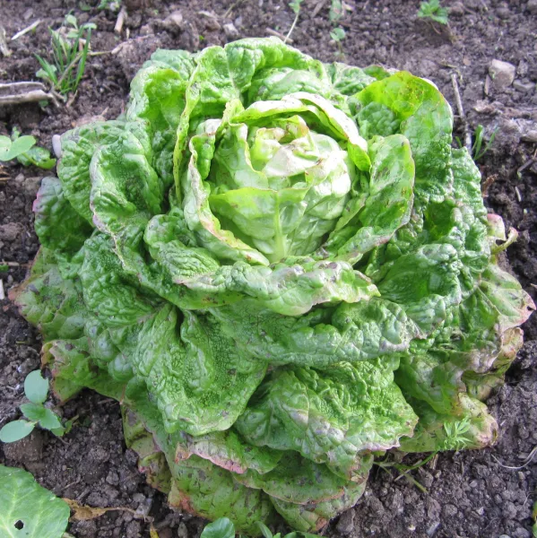 Gaindorfer Winter, Bio