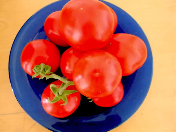 Gazaleh, Bio, Vorteilspack Gazaleh, Bio, Vorteilspack