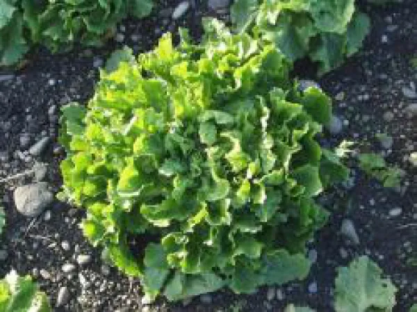 Géante Maraichère, Bio