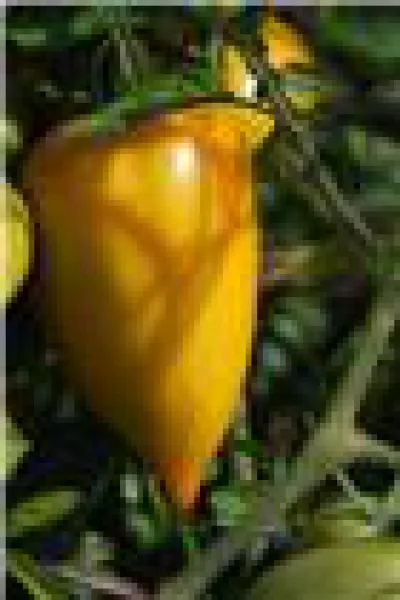 Gelbe Paprika, Bio Gelbe Paprika, Bio