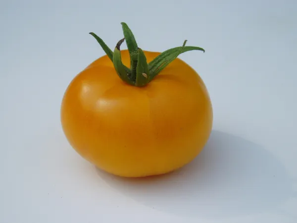 Gelbe Sankt Vinzenz, Bio