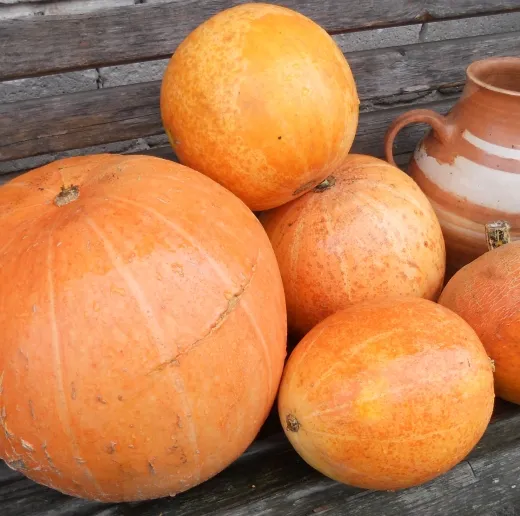 Gelber Zentner, Bio, Mini-Pack